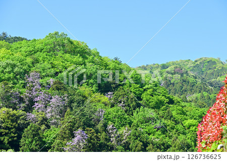 里山の風景　新緑とフジの花の咲く季節　花桃の里　東秩父村 126736625