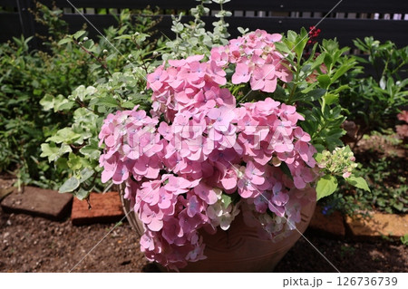 紫陽花ラグランジアの寄せ植え 紫陽花ラグランジアの寄せ植え 126736739