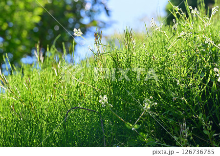 新緑の風景　マクロレンズ撮影　花桃の里　東秩父村 126736785