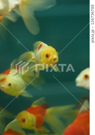 Colorful goldfish swimming in an aquarium 126736788
