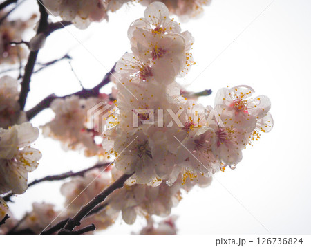 雨に濡れる梅の花 雨に濡れる梅の花 126736824