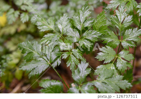 オウレン 黄蓮、おうれん 薬草 薬効植物 オウレン 黄蓮、おうれん 薬草 薬効植物 126737311