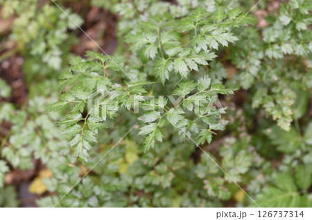オウレン 黄蓮、おうれん 薬草 薬効植物 オウレン 黄蓮、おうれん 薬草 薬効植物 126737314