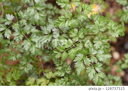 オウレン 黄蓮、おうれん 薬草 薬効植物 オウレン 黄蓮、おうれん 薬草 薬効植物 126737315