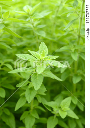 初夏のハーブ園のオレガノ 126737775