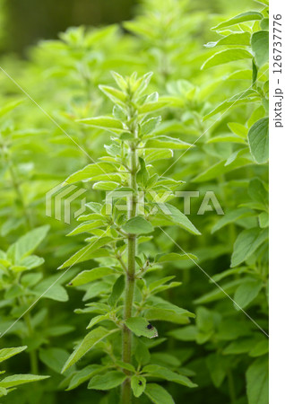 初夏のハーブ園のオレガノ 126737776