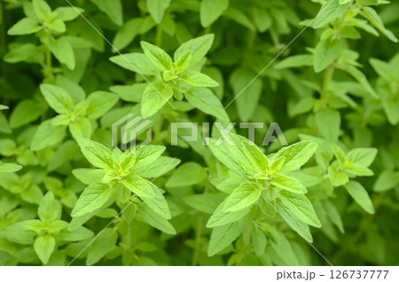 初夏のハーブ園のオレガノ 126737777