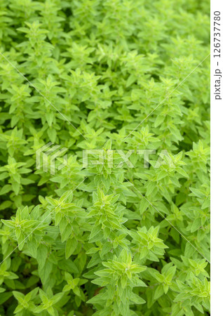 初夏のハーブ園のオレガノ 126737780