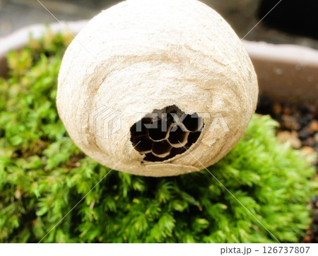 スズメバチの巣作り スズメバチの巣作り 126737807