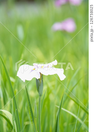 白い花菖蒲 白い花菖蒲 126738025