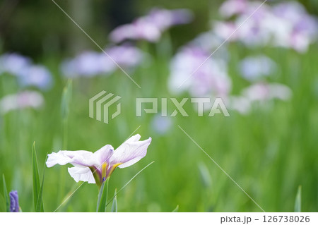 紫と白色の菖蒲の花が咲いています 紫と白色の菖蒲の花が咲いています 126738026