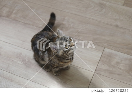 見上げる猫 見上げる猫 126738225