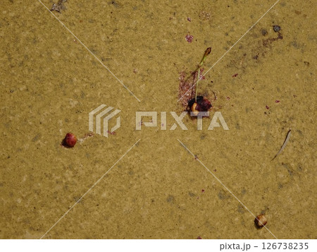 鳥に食われた実と種 126738235