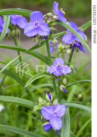 初夏の里山に咲くムラサキツユクサの花 126738345