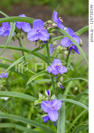 初夏の里山に咲くムラサキツユクサの花 126738346