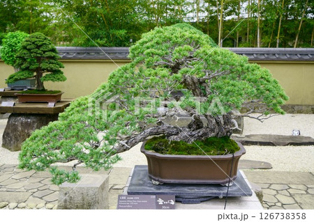 7919　盆栽　五葉松　BONSAI 126738358
