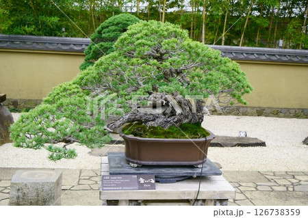 7918　盆栽　五葉松　BONSAI 126738359
