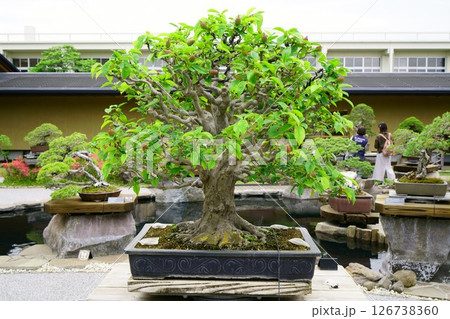 7919　盆栽　花梨　BONSAI 126738360