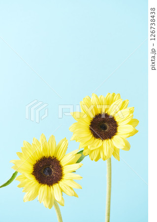 ひまわりと水色の背景 ひまわりと水色の背景 126738438