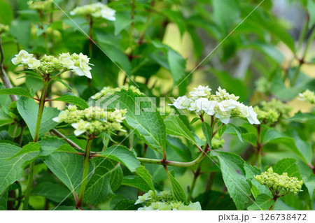 アジサイ アジサイ 126738472