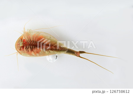 お腹を上にして背泳で泳ぐカブトエビ 126738612