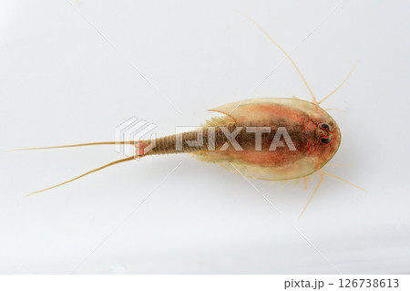 触角を広げて泳いでいるカブトエビ 触角を広げて泳いでいるカブトエビ 126738613