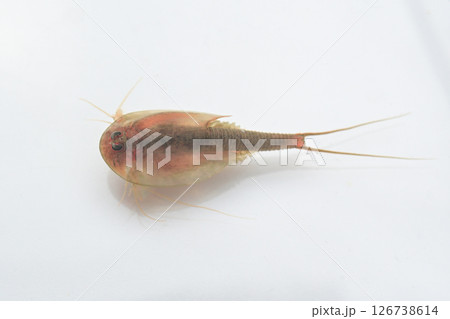 泳いでいるカブトエビ 泳いでいるカブトエビ 126738614