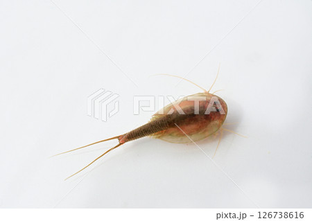 背中(カブト)を上にして泳ぐカブトエビ 背中(カブト)を上にして泳ぐカブトエビ 126738616