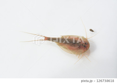 背中(カブト)を上にして泳ぐカブトエビ 背中(カブト)を上にして泳ぐカブトエビ 126738618