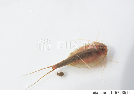 背中(カブト)を上にして泳ぐカブトエビ 背中(カブト)を上にして泳ぐカブトエビ 126738619