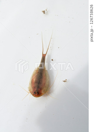 背中(カブト）を上にして泳ぐカブトエビ 126738626