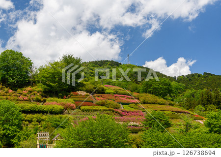 満開のつつじの公園風景 満開のつつじの公園風景 126738694