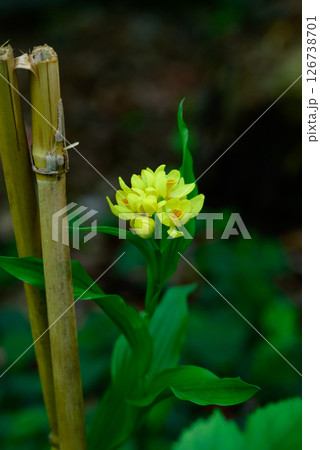黄色い花キンラン 126738701