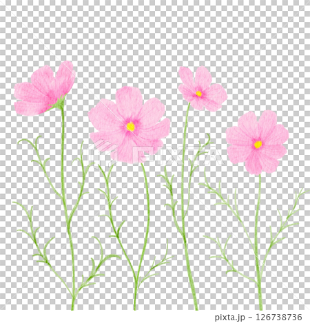 Cosmos flower watercolor autumn illustration Cosmos flower watercolor autumn illustration 126738736