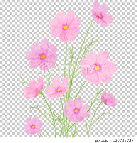 波斯菊水彩秋季插畫 126738737