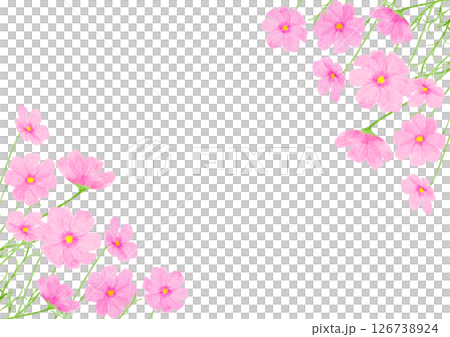 コスモス　花　水彩　秋　イラスト 126738924