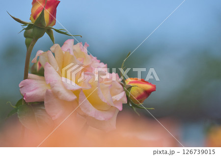 ピンク色の薔薇の花 ピンク色の薔薇の花 126739015