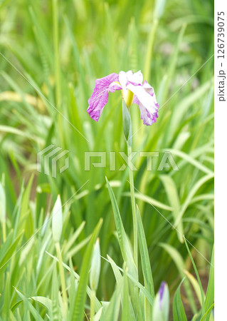 紫色の花しょうぶ 126739075