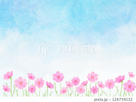 コスモス　花　水彩　秋　イラスト 126739132