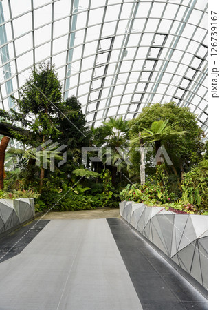 Singapore, Singapore - 4 April 2025: Indoor tropical rainforest with lush greenery inside the Cloud Forest dome at Gardens by the Bay. Singapore, Singapore - 4 April 2025: Indoor tropical rainforest with lush greenery inside the Cloud Forest dome at Gardens by the Bay. 126739167