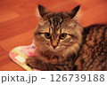 Striped cat frightened takes away ears 126739188