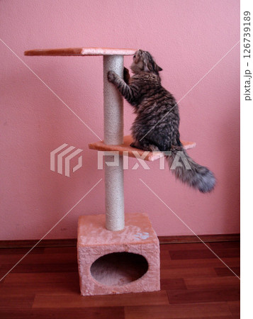 Striped cat has fun playing on the house Striped cat has fun playing on the house 126739189