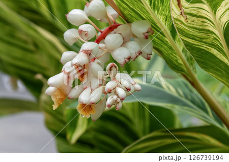 蝋細工のような手触り感があるゲットウ【月桃】 126739194