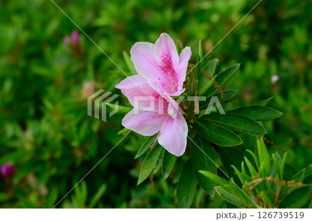 桃色のつつじの花 桃色のつつじの花 126739519