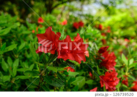 赤いツツジの花 赤いツツジの花 126739520