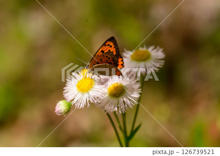 ハルジオンの花にとまるベニシジミ ハルジオンの花にとまるベニシジミ 126739521