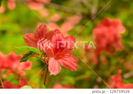 赤いツツジの花 赤いツツジの花 126739526