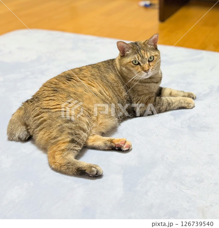 ラグマットにゆったり座るキジ猫 ラグマットにゆったり座るキジ猫 126739540