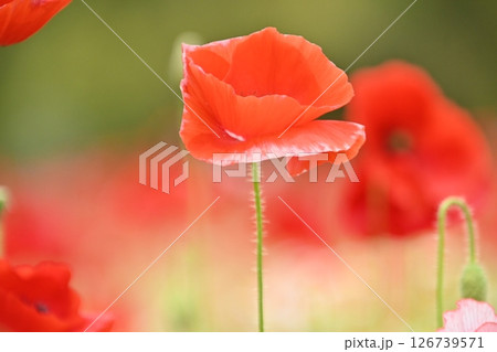 可愛くて美しいポピーの花 126739571
