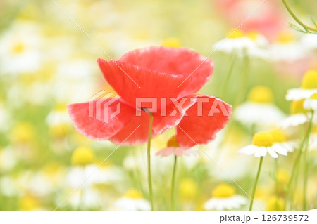 可愛くて美しいポピーの花 126739572